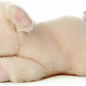 Aurora soft Pig 11inch